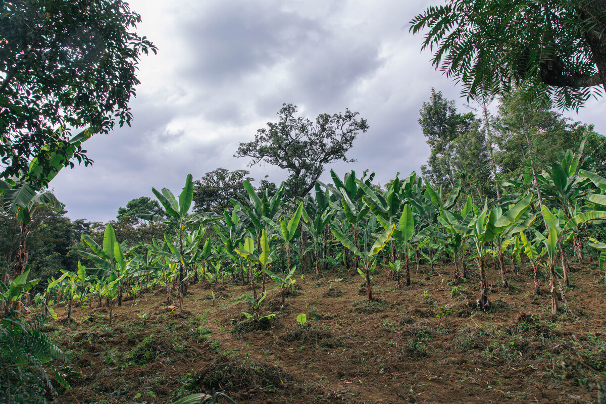 Coffee Plantage, Kilimanjaro, Tanzania