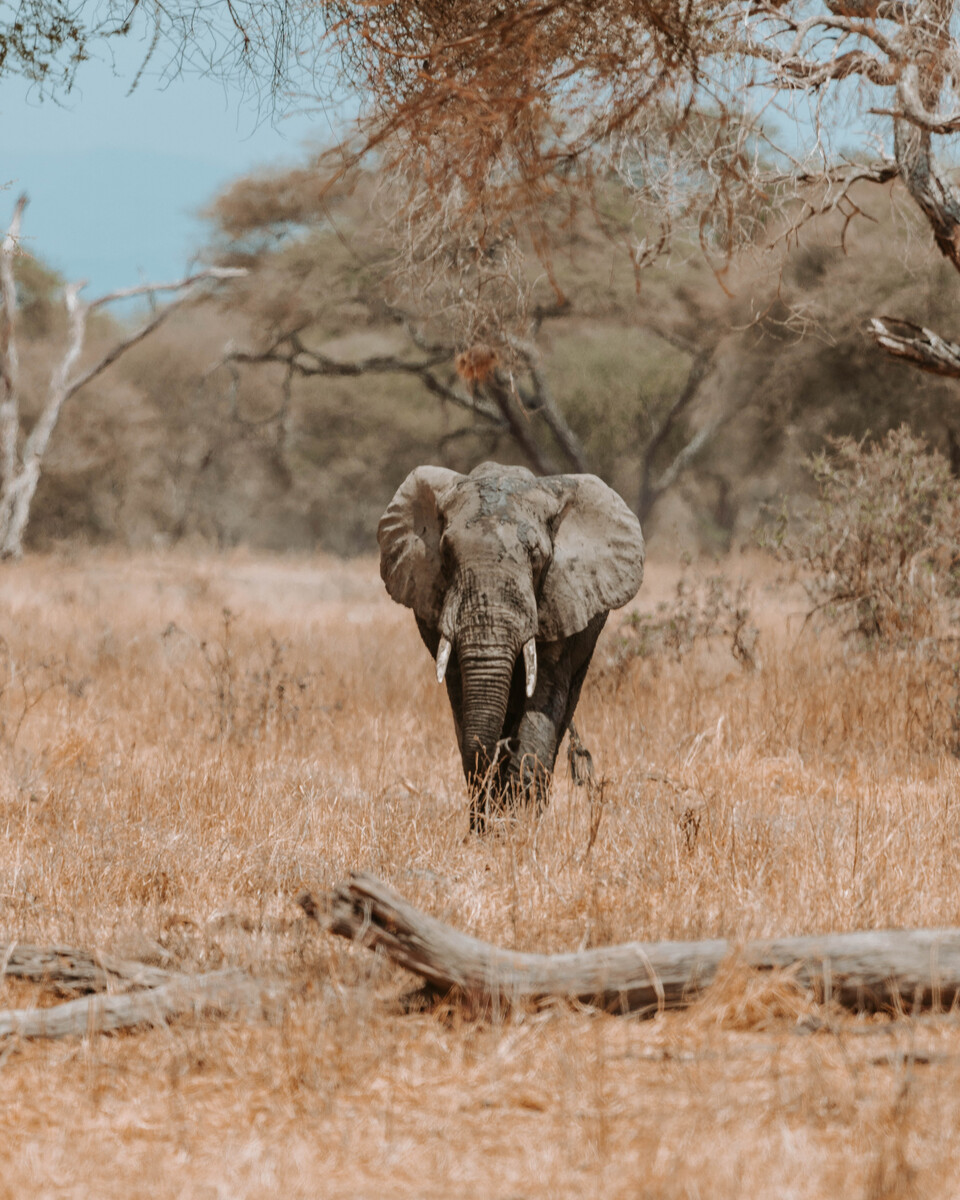 Elephant, Tarangire, Tanzania