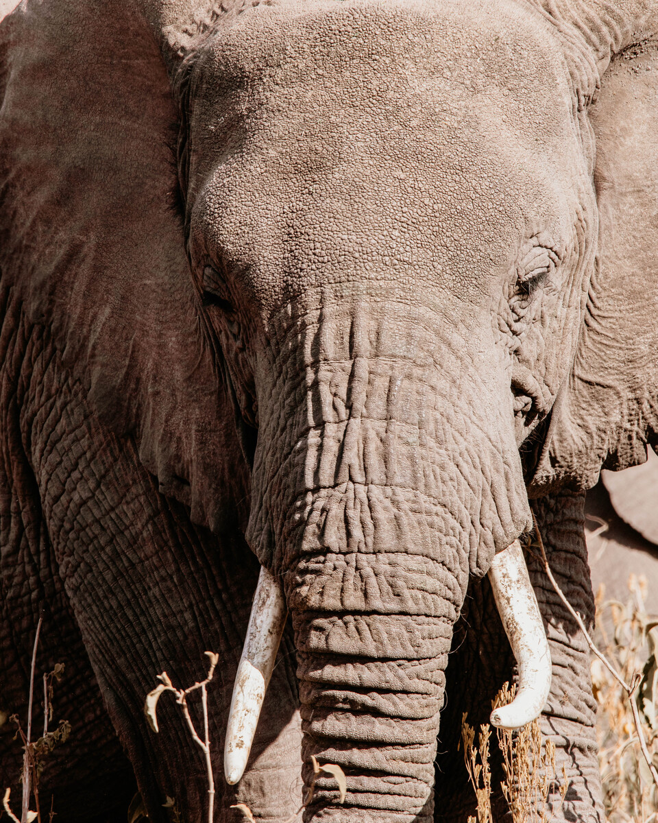 Elephant, Serengeti, Tanzania