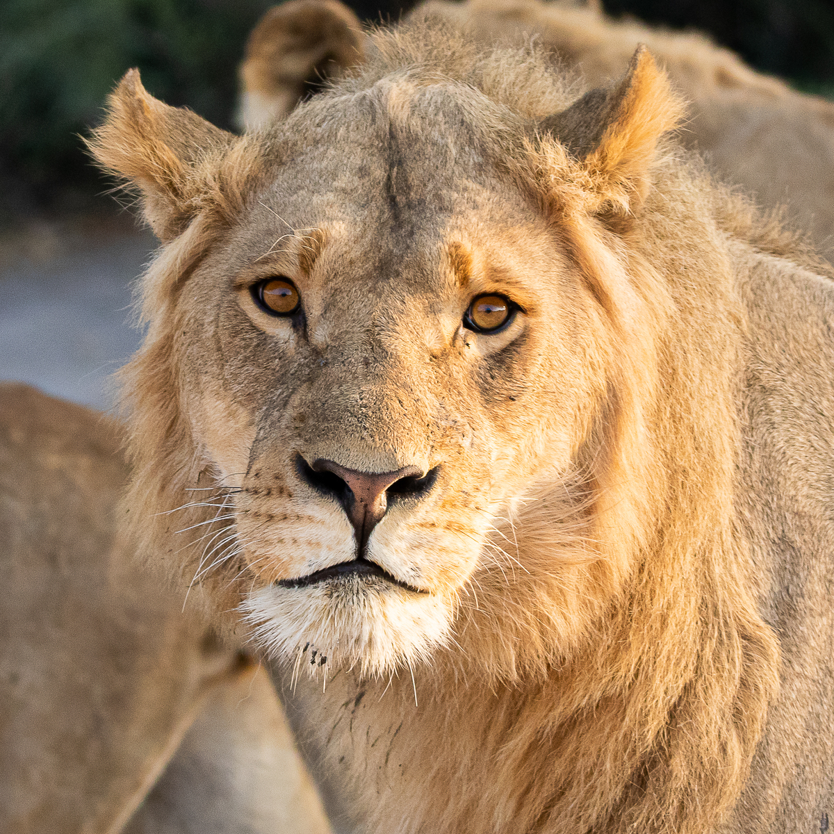 Lion, Chobe National Park, Botsuana