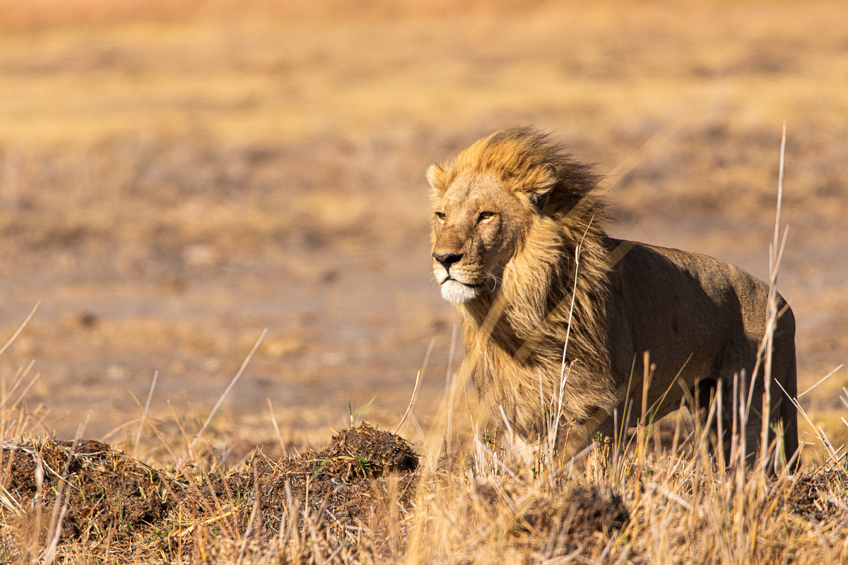 Lion, Okovango Delta, Botsuana